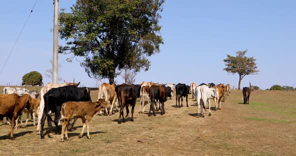 Herd of cattle walking through the middle of the farm alt