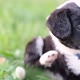 The Puppy Itchy From Flea Bites It Sits in the Green Grass - VideoHive Item for Sale
