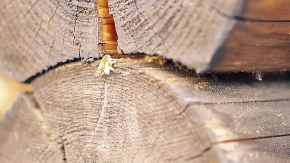 CU, Macro, Slow Motion: The Bee Builds a Nest, Between the Logs, in the Summer House. Brings alt