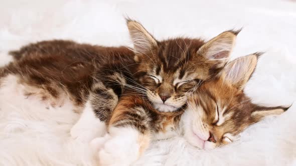 Gray Striped Kittens Sleeping alt
