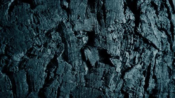 Rough Bark Texture Closeup Shot alt