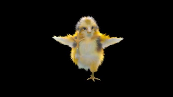 26 Baby Chicks Dancing HD alt