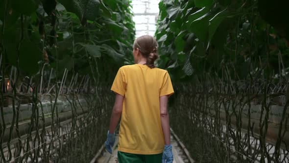 Woman is Walking on Row with Green Plants at Hydroponic Greenhouse During Working Day Spbd alt