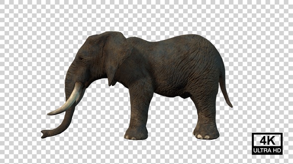 Elephant Idle Side View alt