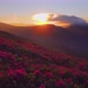 Attractive summer sunset with pink rhododendron flowers. - VideoHive Item for Sale