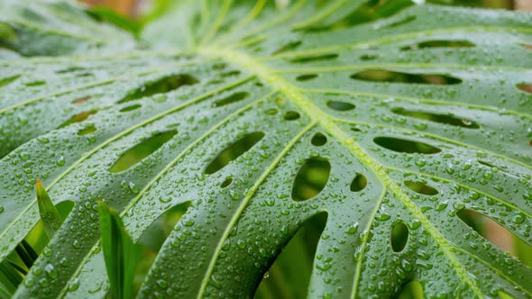 Fat rain drops lying on big green Delicious Monster leaf after a burst of rain alt