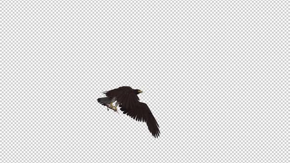 Eurasian White Tail Eagle With Fish - Flying Transition I alt
