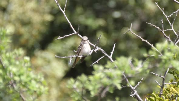 Bird flies away at Cèdre Gouraud Forest  alt