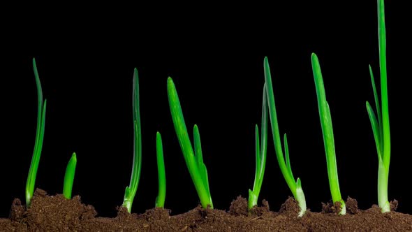Growing Onion Time Lapse with Alpha Channel
