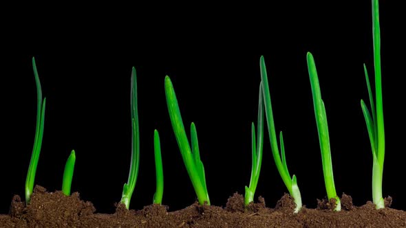 Growing Onion Time Lapse with Alpha Channel alt