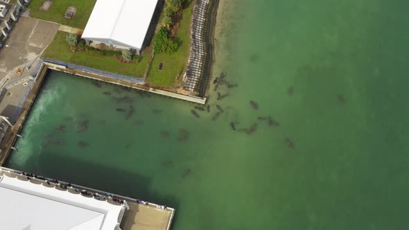 manatees gather near power dam warm waters in florida as crowd looks on alt