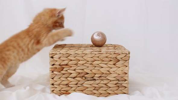 Kitten Cuddling with a Small Ball alt