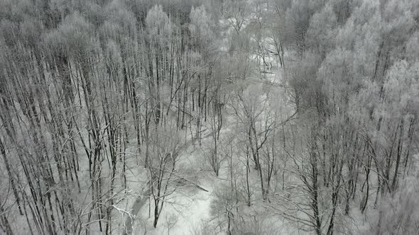 Flying in winter forest covered with fresh snow above small forest river.
