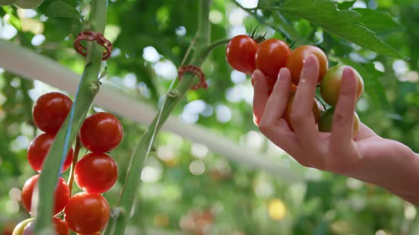 Farm Worker Hand Closeup Touching Tomatoes Analysing Quality on Plantation alt
