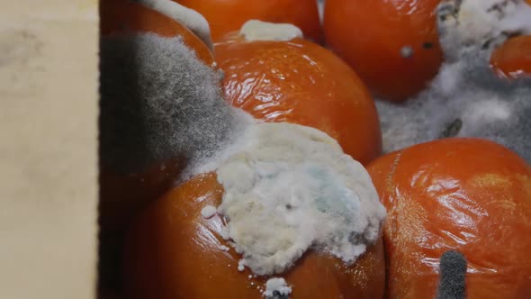 Lot of Mold on Red Tomatoes