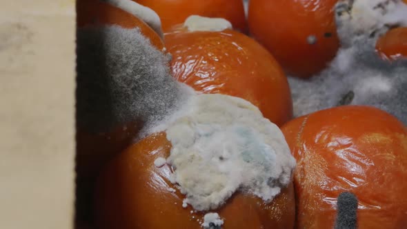 Lot of Mold on Red Tomatoes alt
