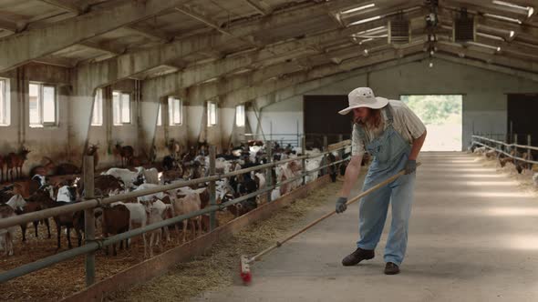 Farm Worker in Uniform Sweeping Stable with Goats alt