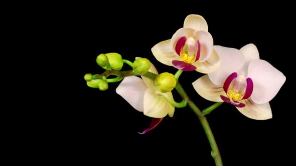 Blooming White Orchid Phalaenopsis Flower alt