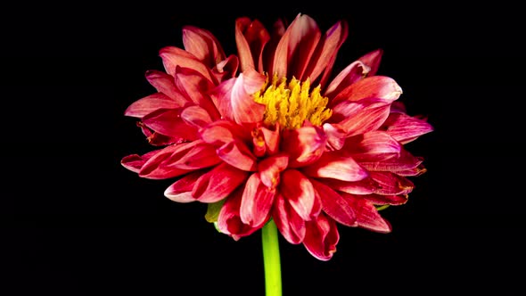 Red Dahlia Flower Opens and Wilts in Time Lapse on a Black Background alt