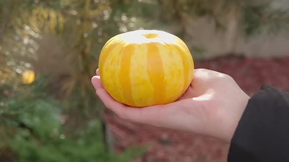 Small Decorative Yellow Orange Mini Pumpkin Squash in Female Hand