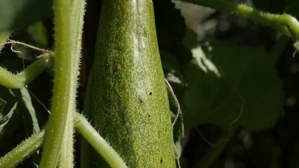 Cucurbitaceae fruit in the garden 4K 2160p 30fps UltraHD footage - Green organic creeping plant of c alt