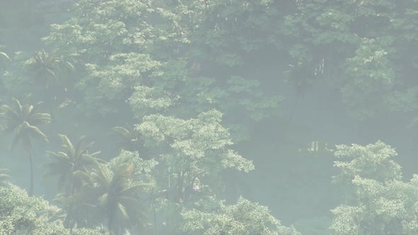 Fog Covered Jungle Rainforest Landscape alt