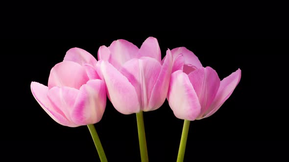 Timelapse of Pink Tulips Flowers Opening alt