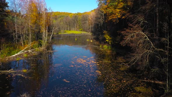 Aerial View of the Pond and the Bright Autumn Forest on Its Shore alt