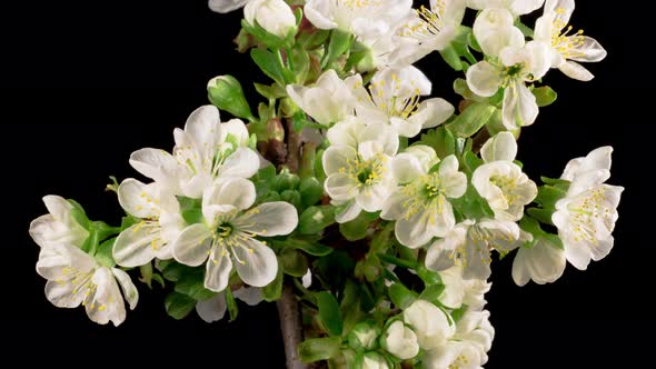 Cherry Blossom. White Flowers Blossoms on the Branches Cherry Tree. alt