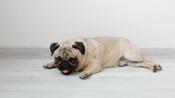 Cute Pug Laying on the Floor alt