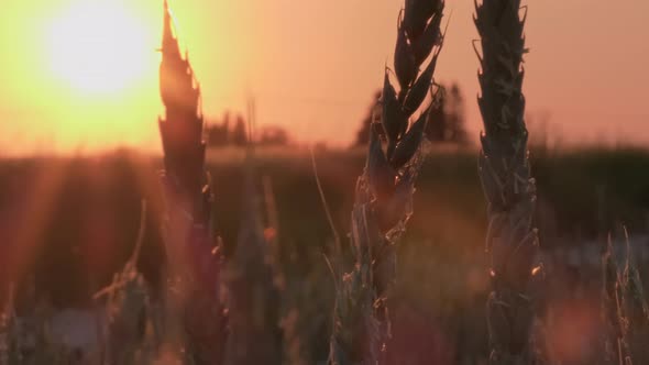 Closeup Shot of Corn Plants with Sunset in the Background