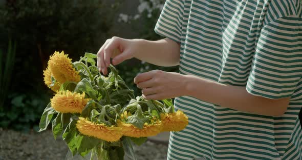 the Girl is Sorting Through Sunflowers