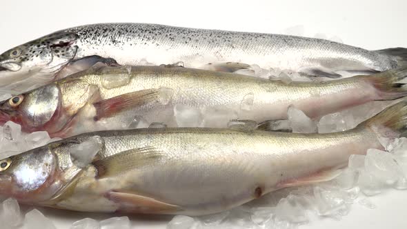 Raw salmon and pike perch with ice. alt