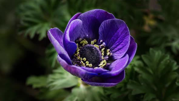 Beautiful Opening of Blue Anemone Flower alt