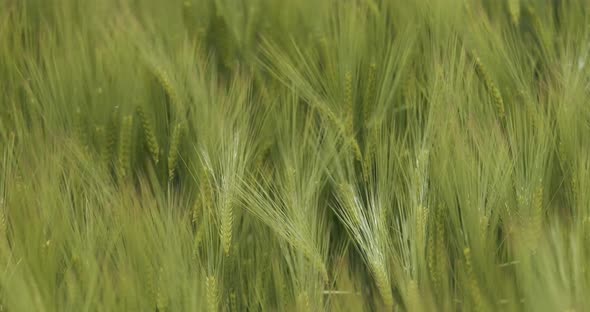 Cereal field in spring . Rye ears swaying in the wind - 4K image