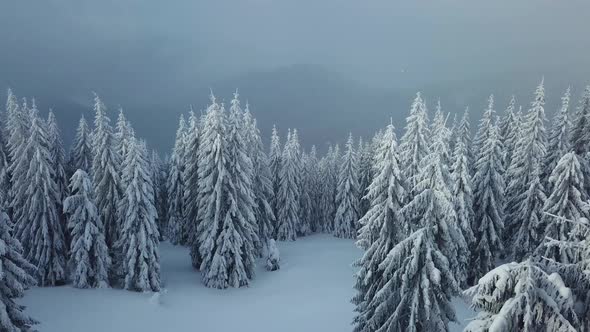 Aerial view of Snow covered pine trees. Flying above winter mountain forest 