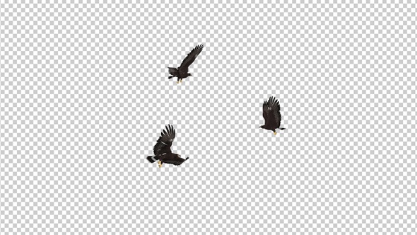 Black Hawks - Three Birds - Flying Around - Transparent Loop