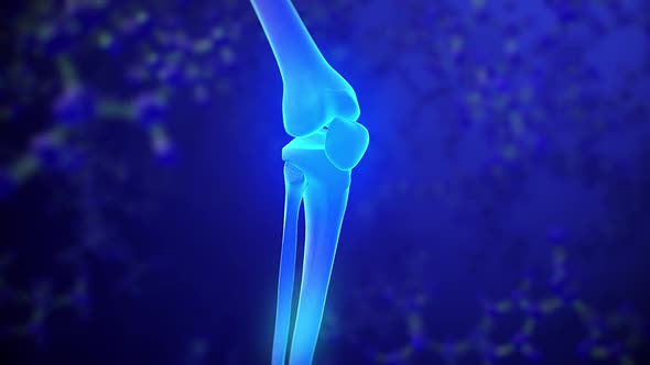 Knee skeleton x-ray scan alt