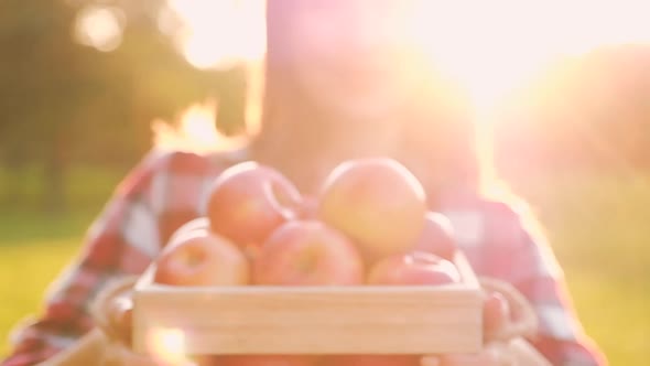 Young blurred woman in casual clothes holds a wooden crate with apples