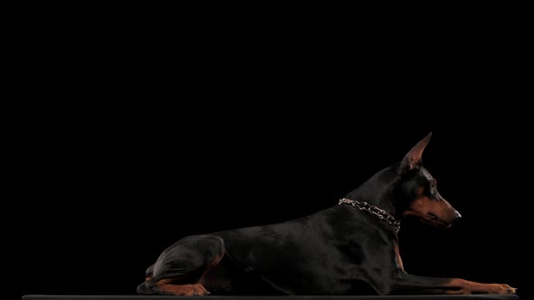 Doberman Pinscher in a Stylish Collar in the Form of a Chain Plays in the Studio on a Black alt