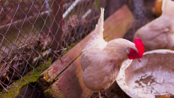 Close Up of Chicken Walking Near Fence in Paddock Outdoor alt