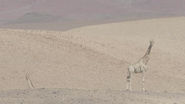 Desert Giraffes Walking Downhill