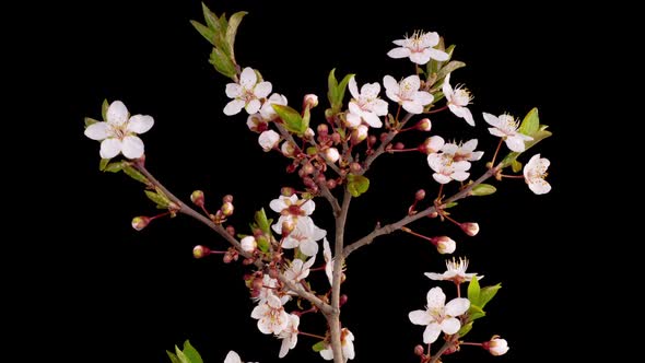 Cherry Blossom. White Flowers Blossoms on the Branches Cherry Tree. alt
