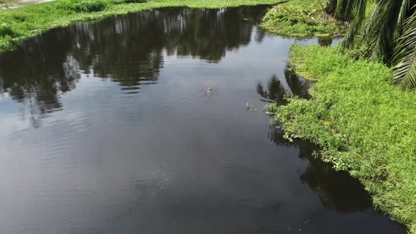 Aerial follow movement monitor lizard swim alt