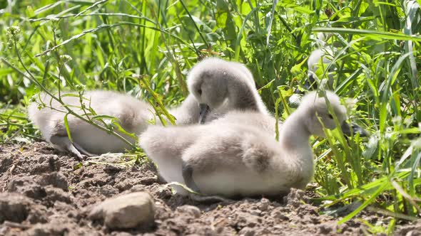 sweet young swans eating on the field at the plants alt