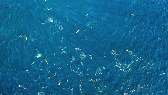 Common dolphins resting before hunt, Sardine Run South Africa, aerial alt