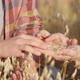 Ripe grains in Hands of Farmer - VideoHive Item for Sale