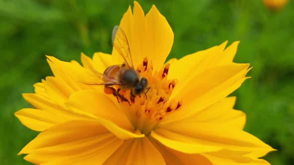 Bees collecting honey from cosmo yellow flower. Honey bee on flower. Honey bee on yellow flower hunt