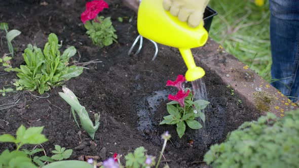 Close Up Gardener Watering Blooming Petunia in Outdoor Flower Bed, Gardening alt