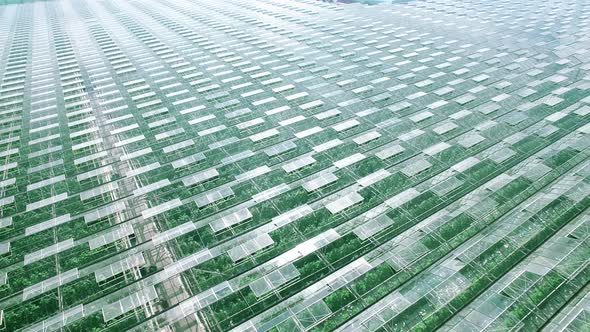 Industrial Greenhouses Abstaract Panorama Aerial Flight, Green Sprouts, Sun and Sky Reflected in